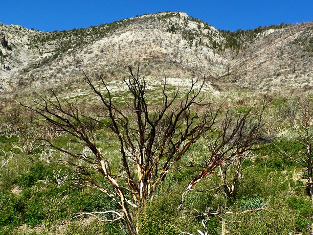Robbers Roost